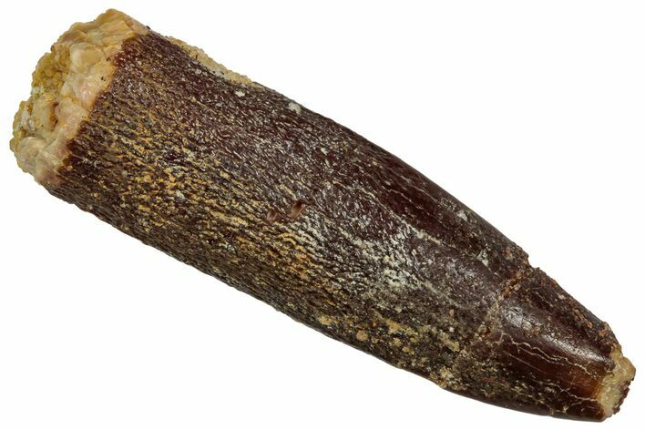 Fossil Sauropod Dinosaur (Titanosaur) Tooth - Morocco #332491
